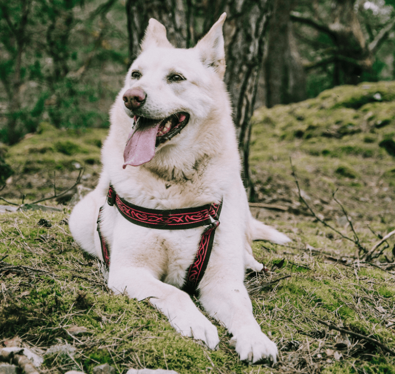 happy dog resting on forest grass